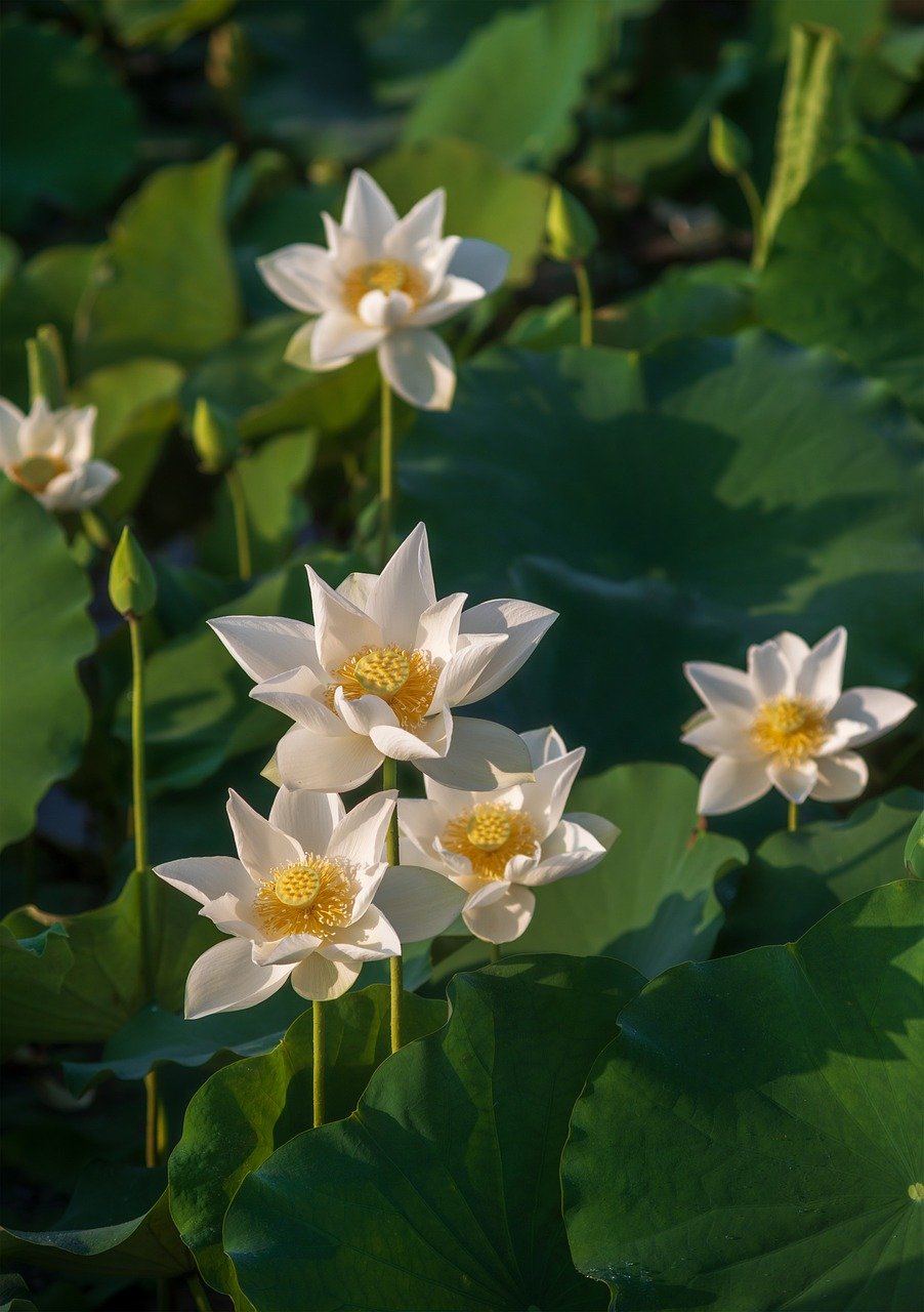 lotus, flower background, beautiful flowers-8057438.jpg